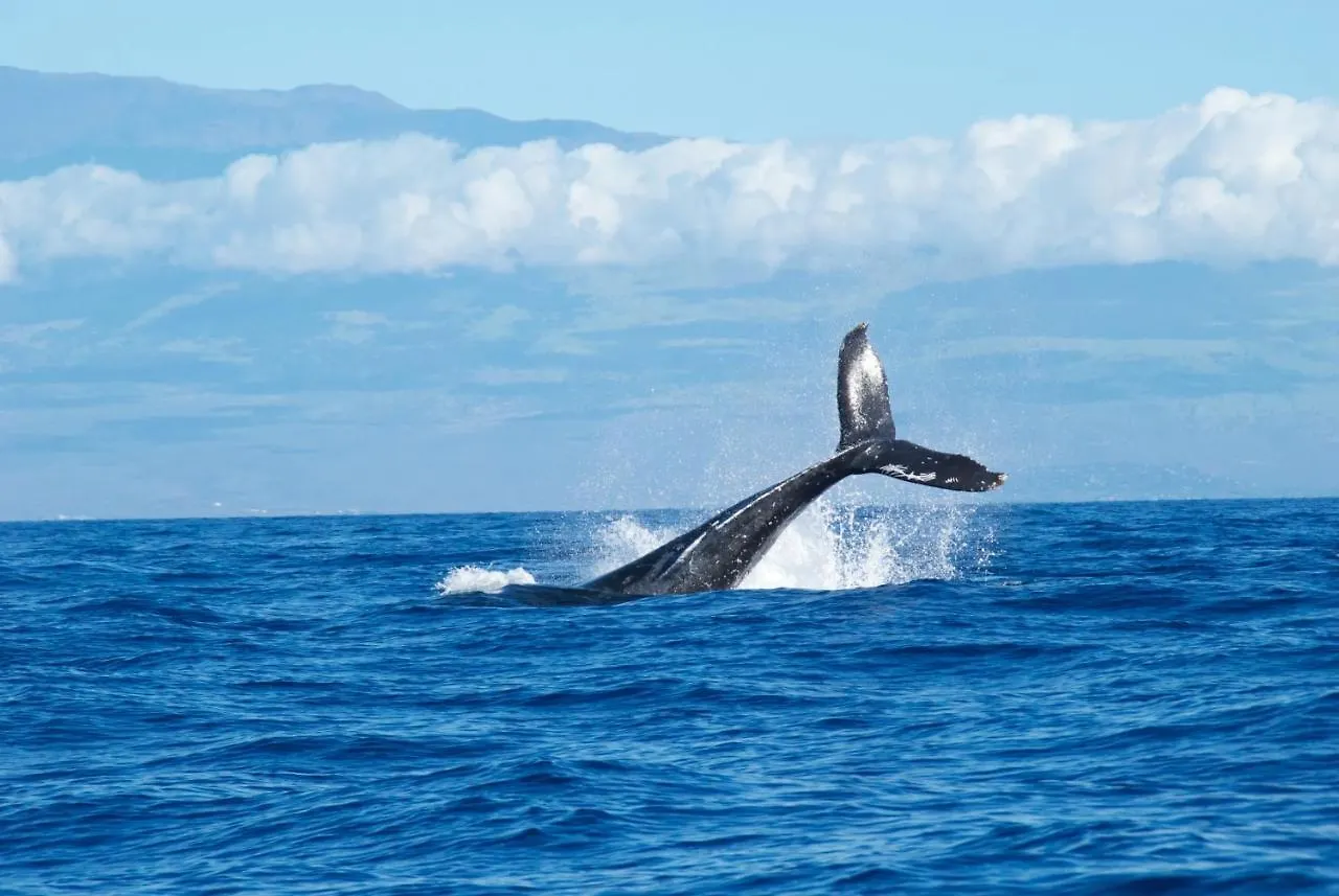 Renovated 2Br At Maui Banyan - Pool, Hot Tub, A/C Aparthotel Wailea  0*, Wailea (Maui) United States